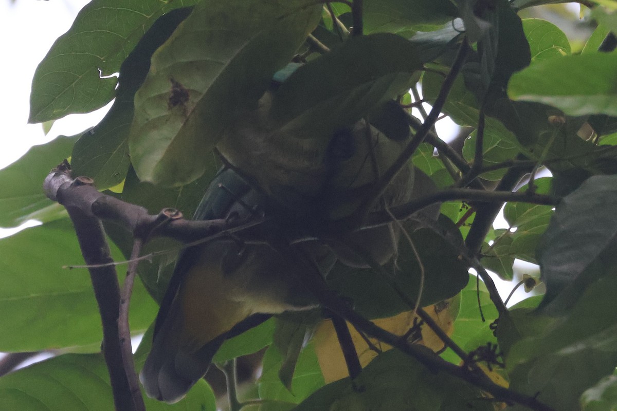 Gray-green Fruit-Dove - ML628568768