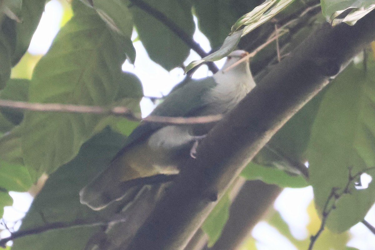 Gray-green Fruit-Dove - ML628568769
