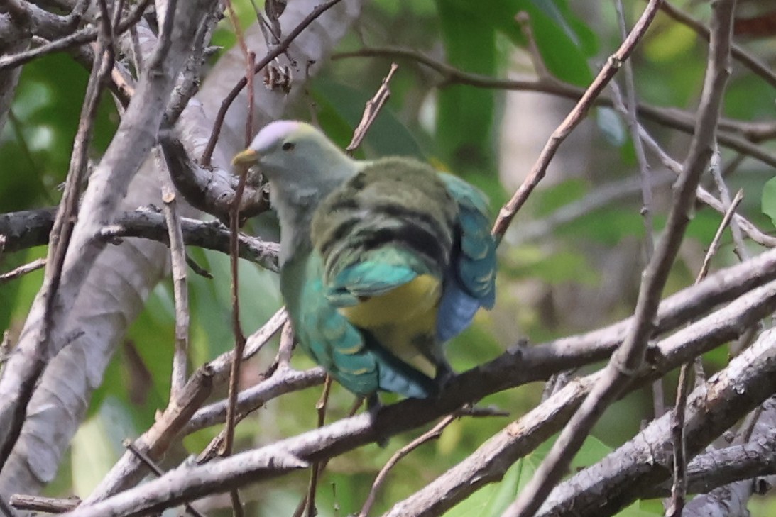 Gray-green Fruit-Dove - ML628568770