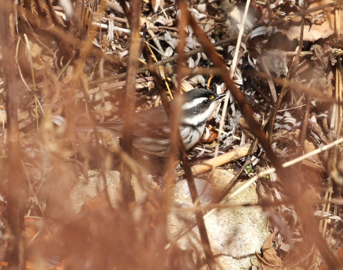 Black-throated Gray Warbler - ML628568848