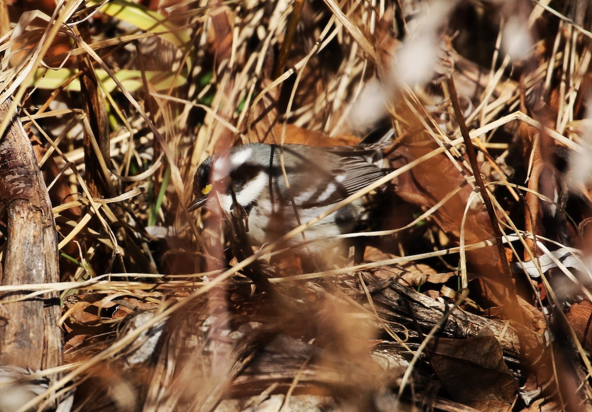 Black-throated Gray Warbler - ML628568857