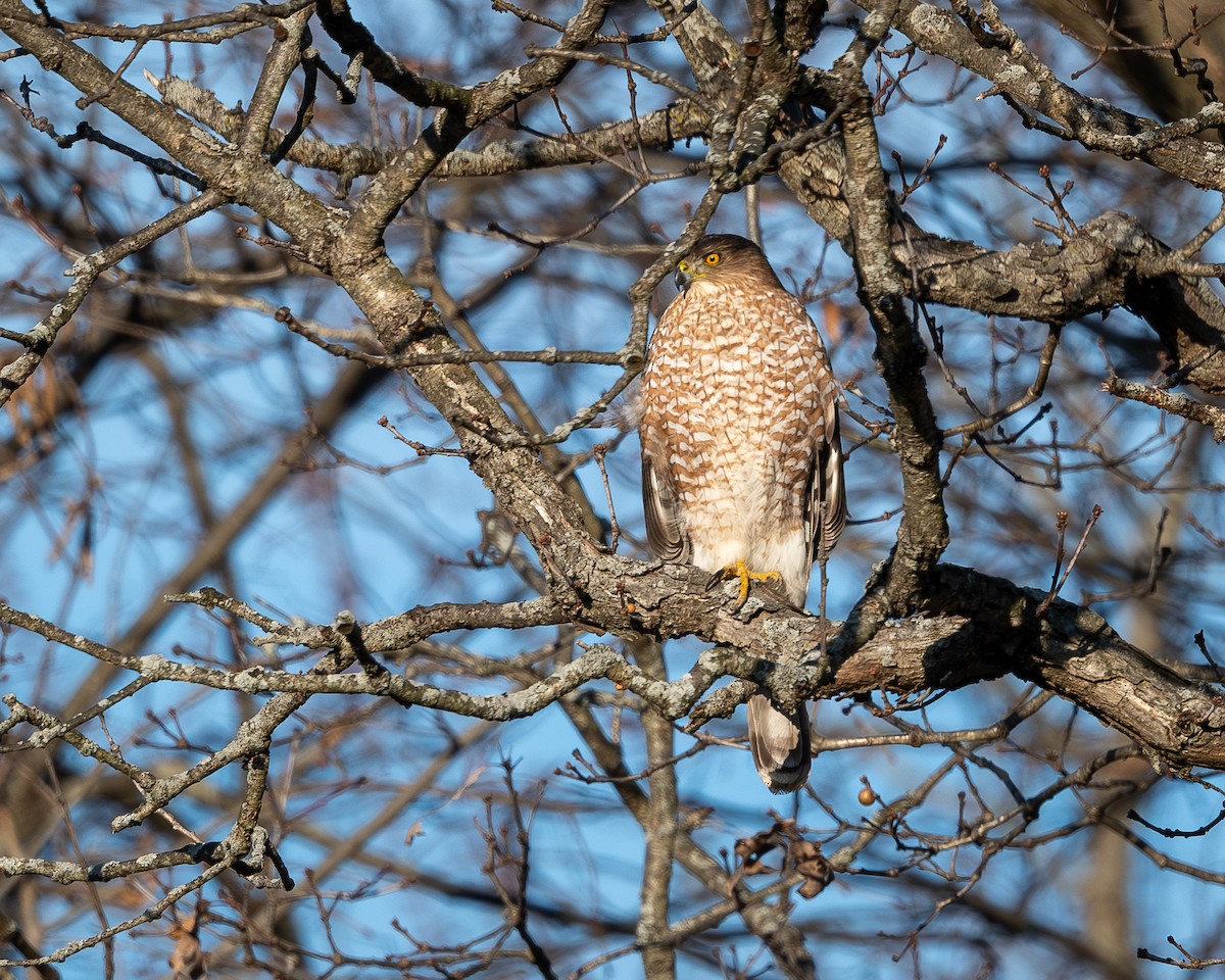 Cooper's Hawk - ML628568864