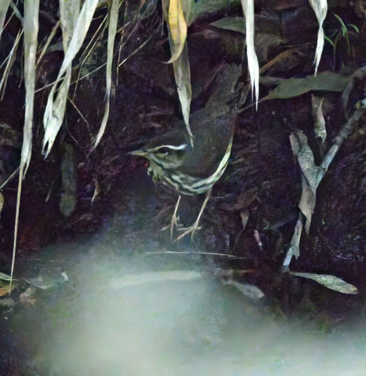 Louisiana Waterthrush - ML628568908