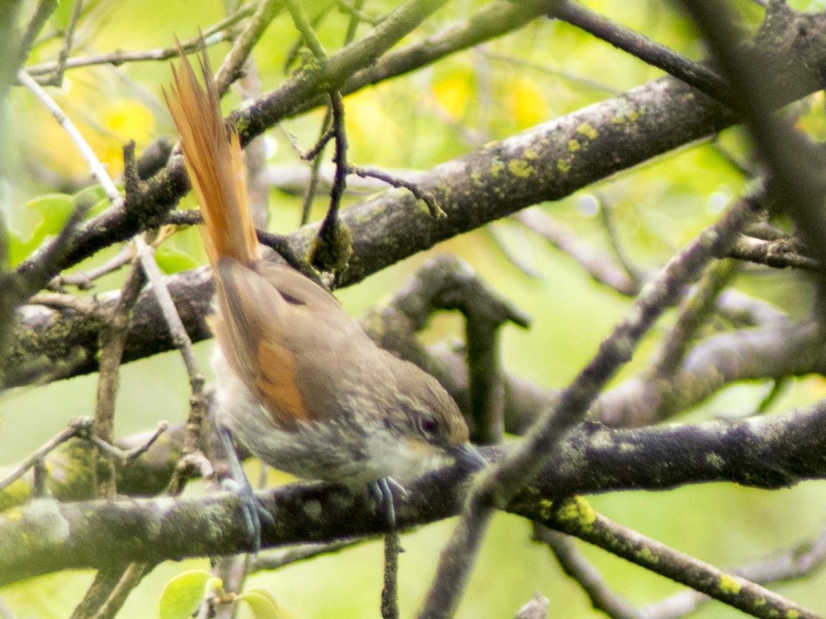 Necklaced Spinetail - ML628569001