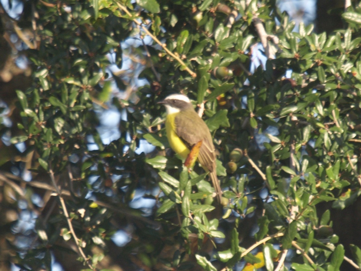Social Flycatcher - ML628569015