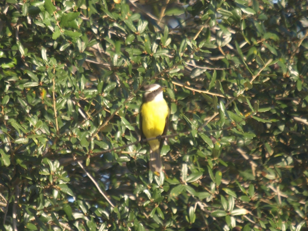 Social Flycatcher - ML628569016