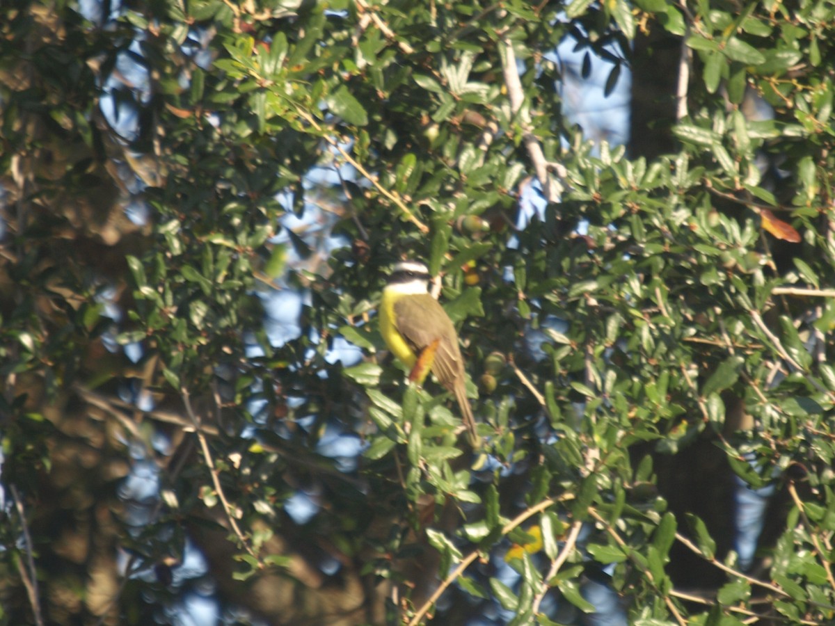 Social Flycatcher - ML628569017