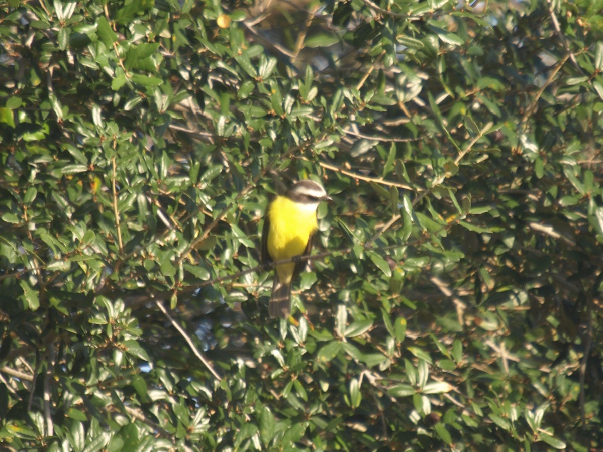 Social Flycatcher - ML628569018