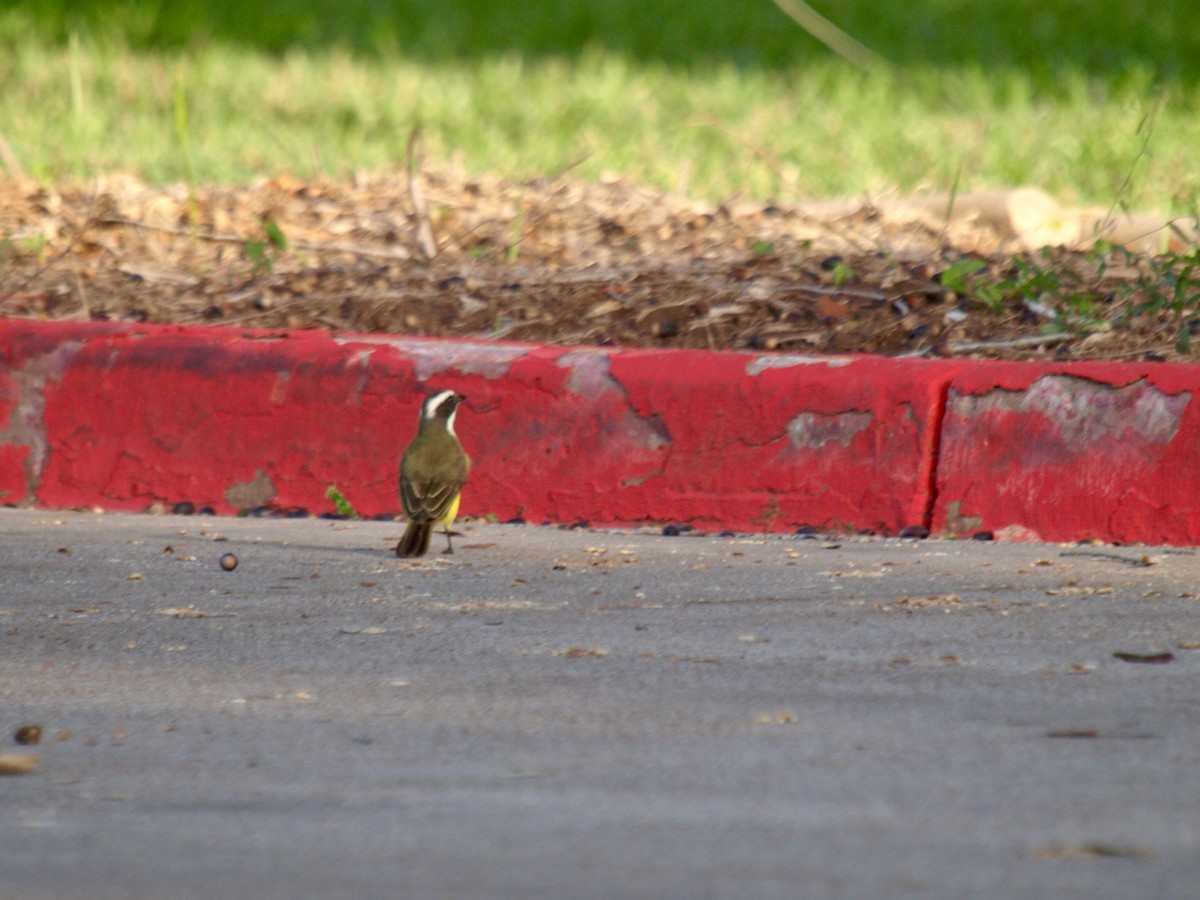 Social Flycatcher - ML628569019