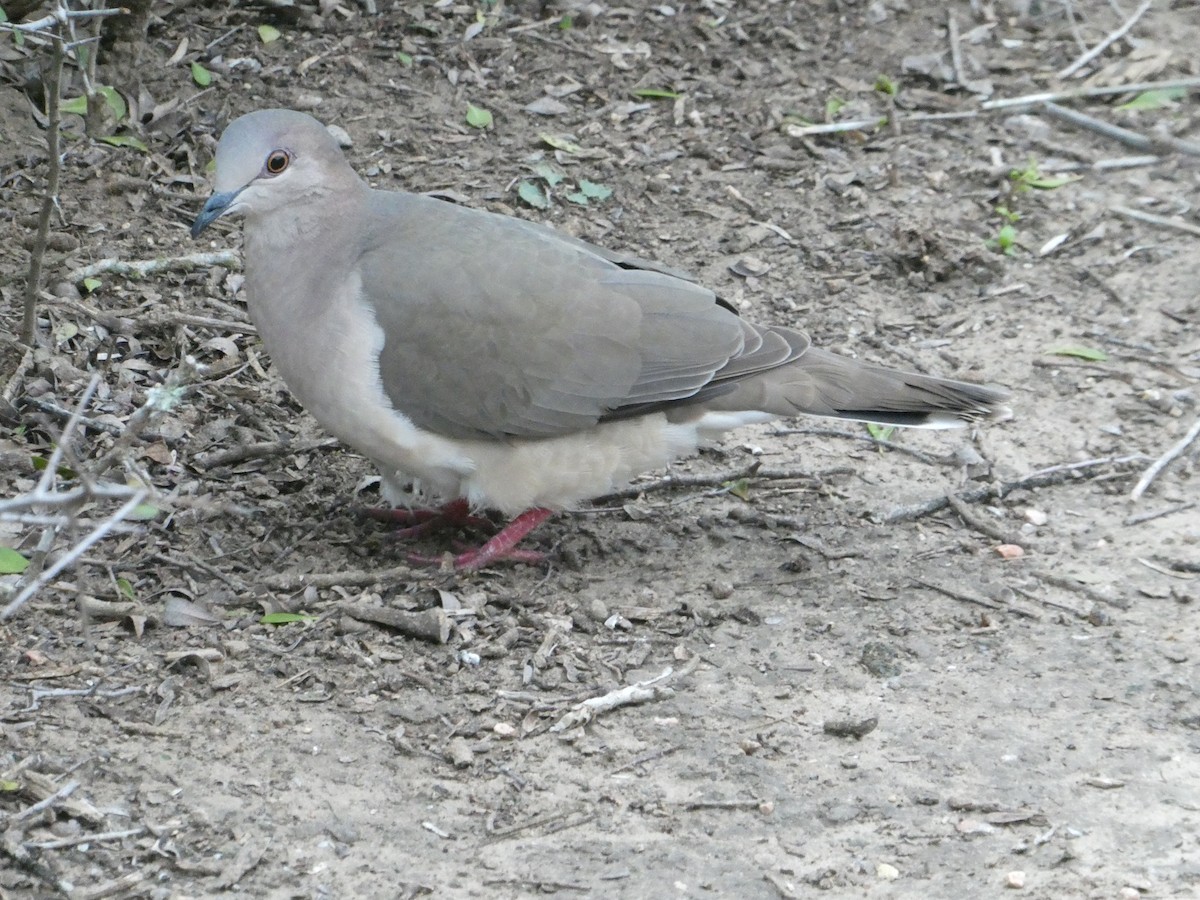 White-tipped Dove - ML628569134