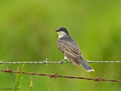 Eastern Kingbird - ML628569137