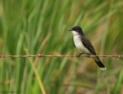 Eastern Kingbird - ML628569138