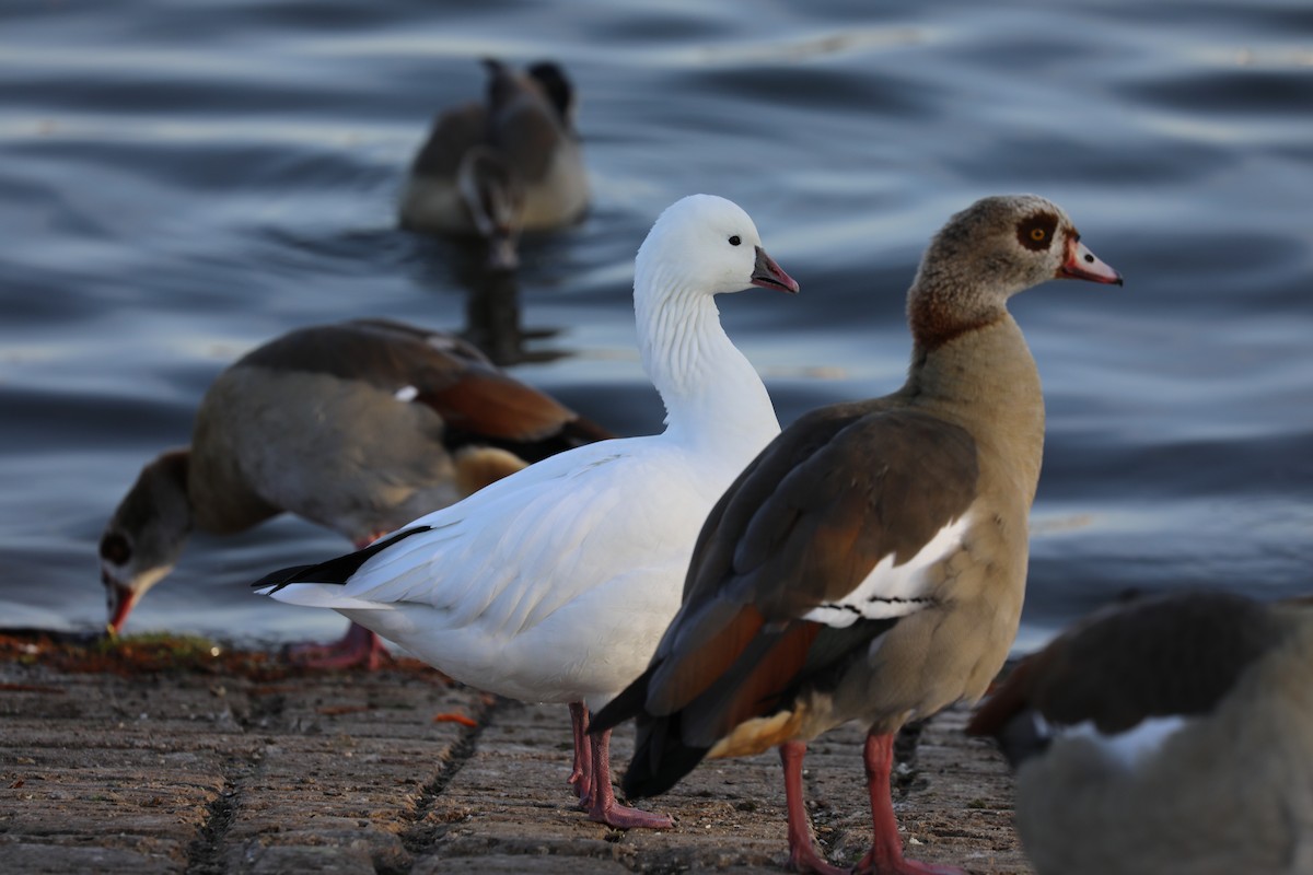 Ross's Goose - ML628569159