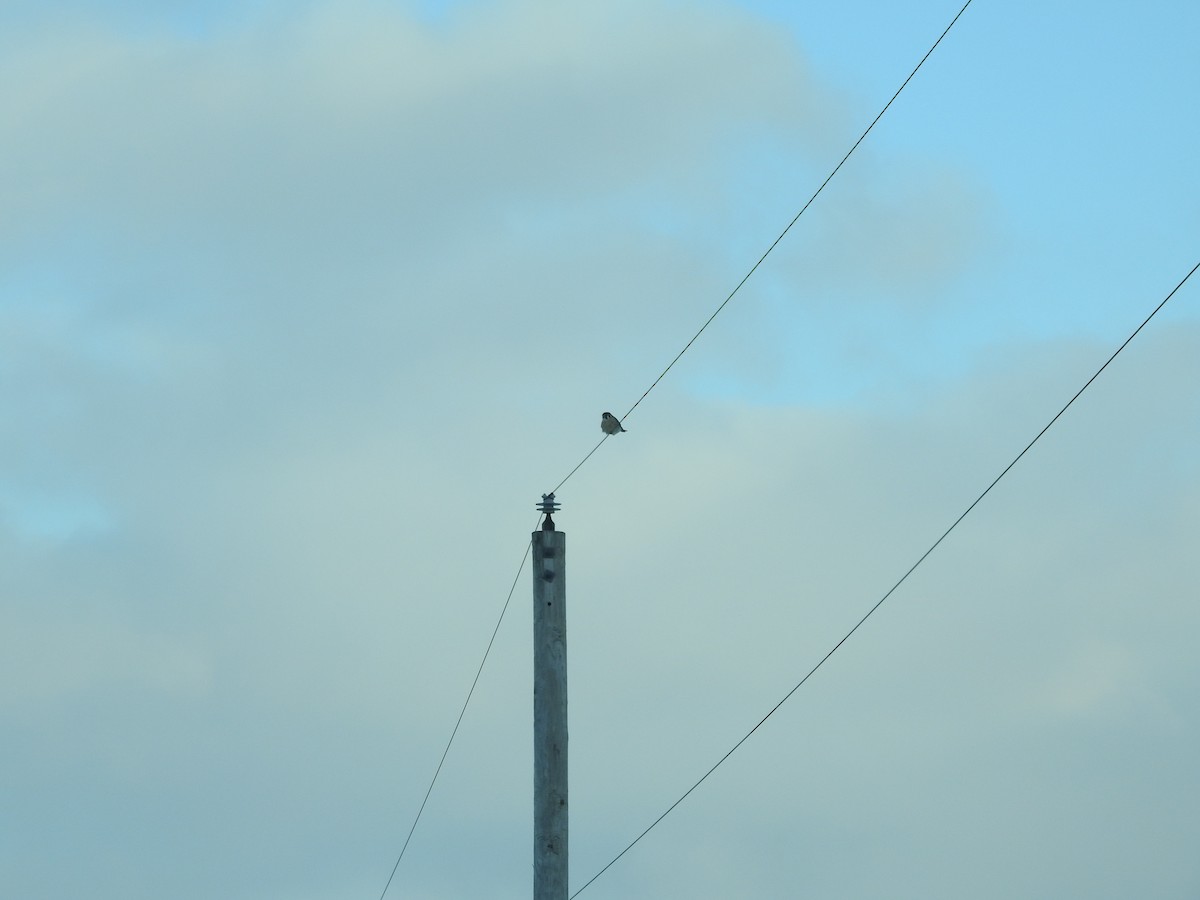 American Kestrel - ML628569168
