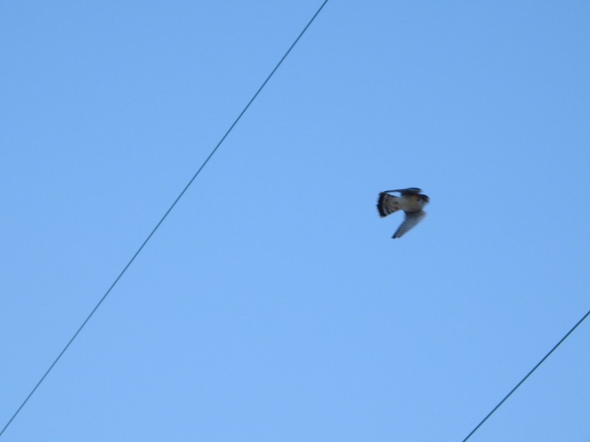 American Kestrel - ML628569169