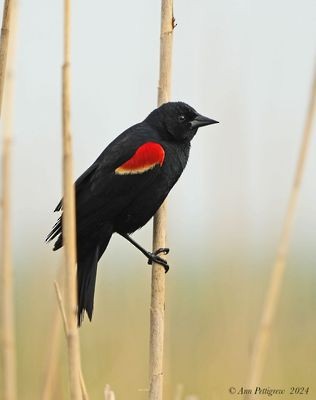 Red-winged Blackbird - ML628569172