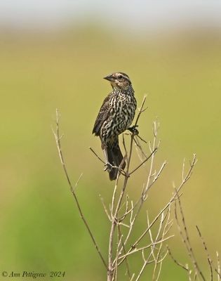 Red-winged Blackbird - ML628569173