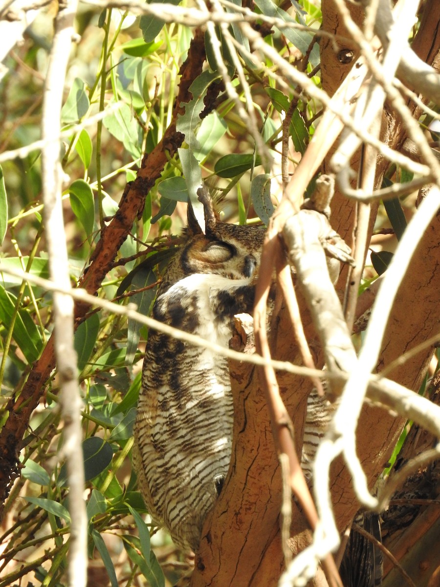Great Horned Owl - ML628569228