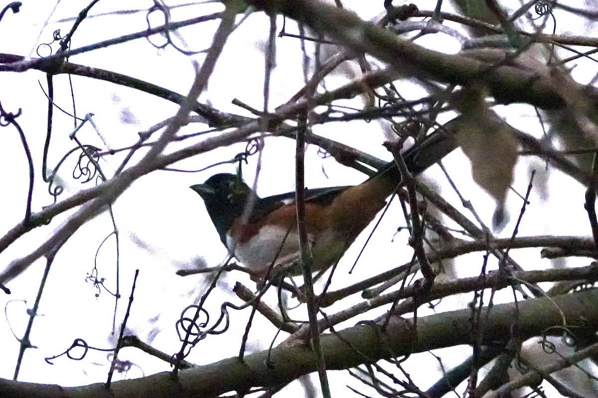 Spotted Towhee - ML628569232