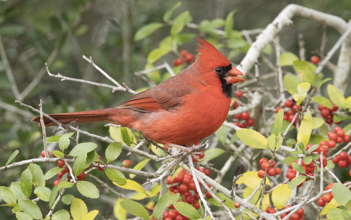 Northern Cardinal - ML628569237