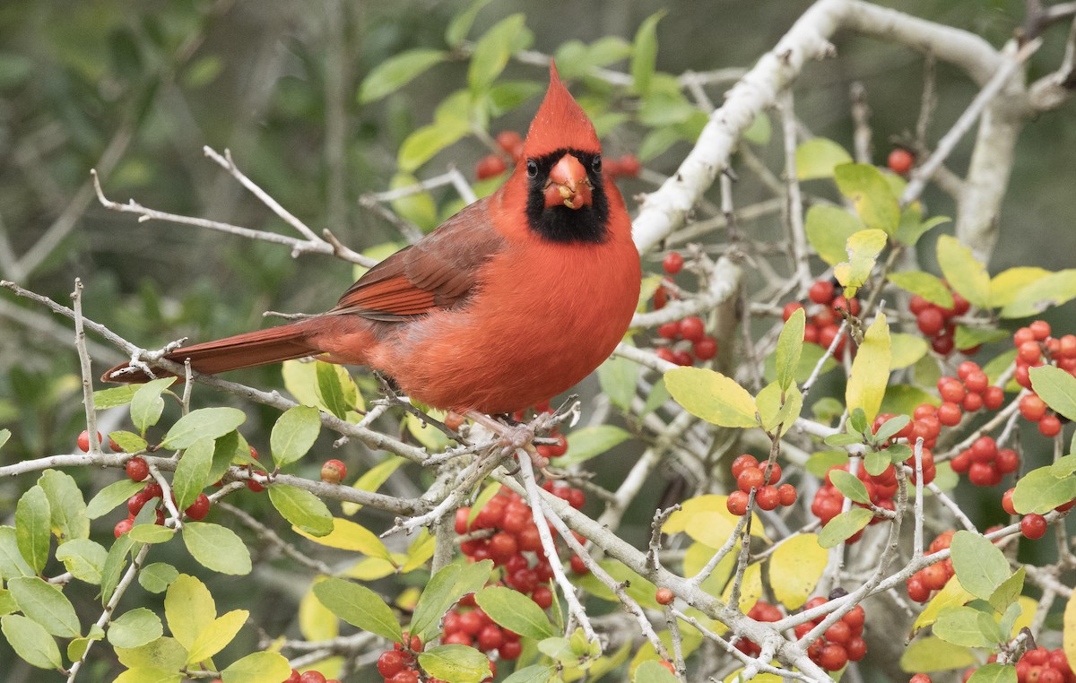 Northern Cardinal - ML628569239