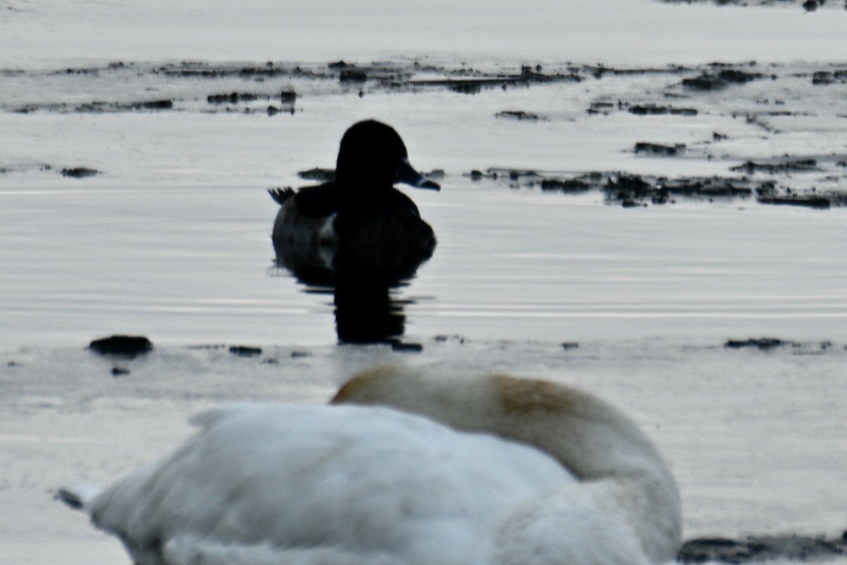Ring-necked Duck - ML628569352