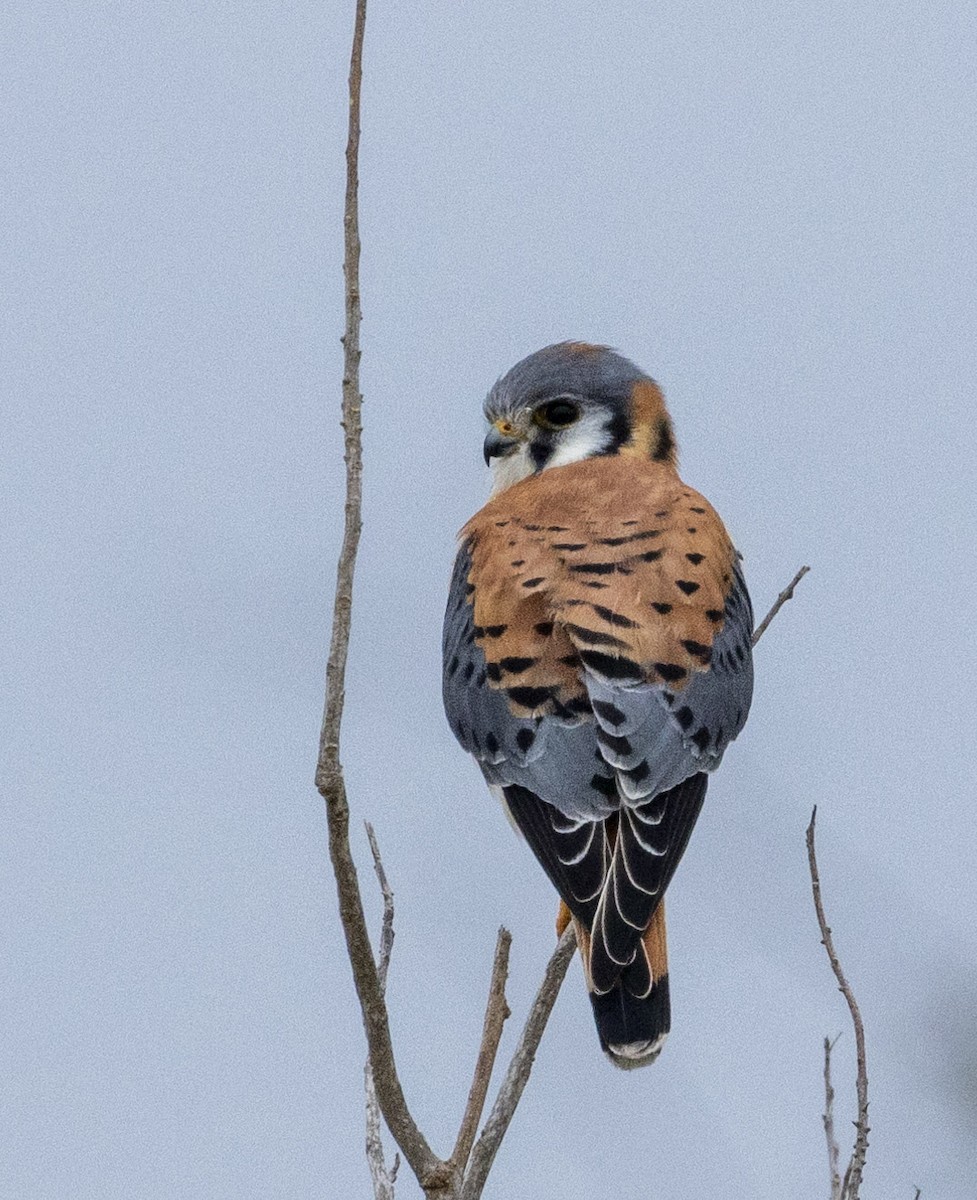 American Kestrel - ML628569396