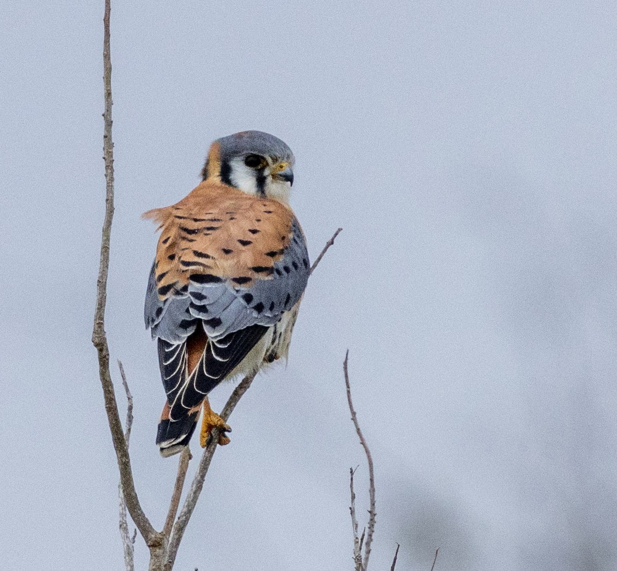 American Kestrel - ML628569397