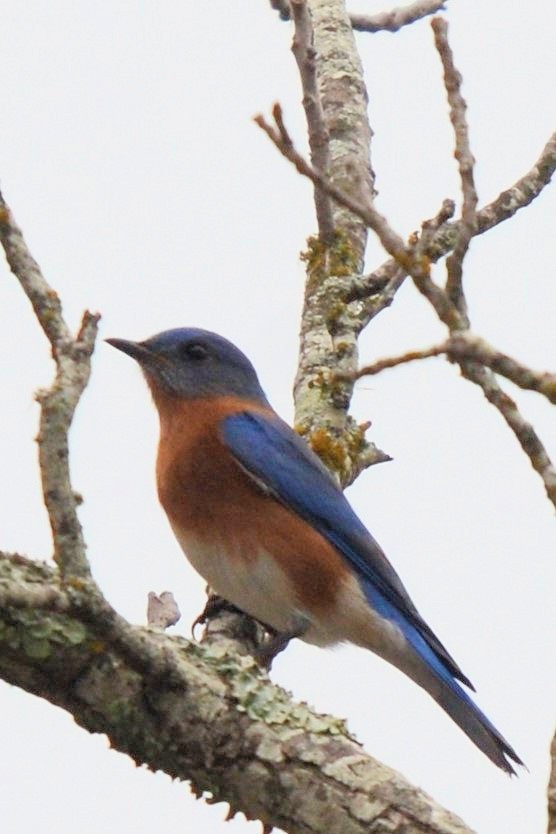 Eastern Bluebird - ML628569458