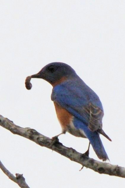 Eastern Bluebird - ML628569459