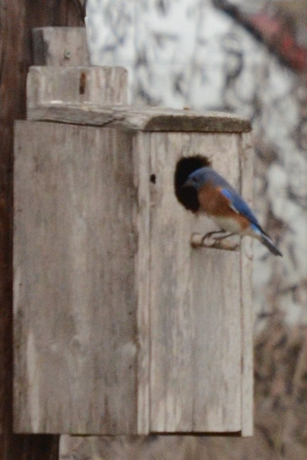 Eastern Bluebird - ML628569460