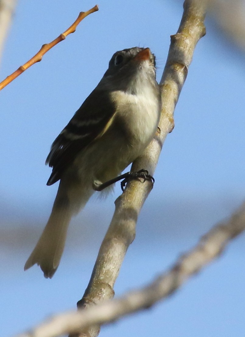 Least Flycatcher - ML628569571