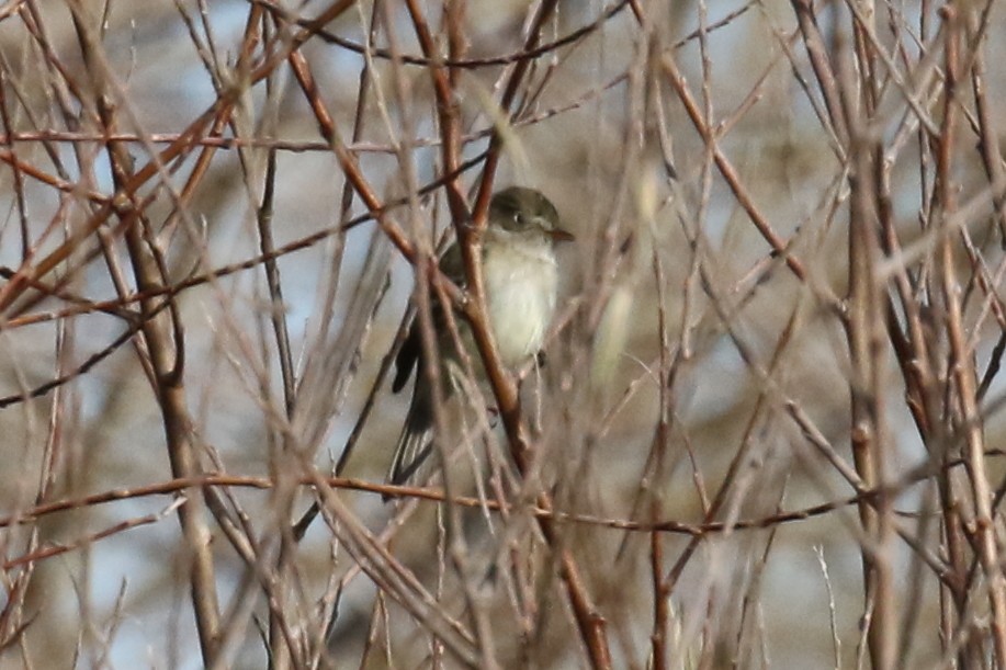 Least Flycatcher - ML628569572