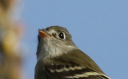 Least Flycatcher - ML628569573
