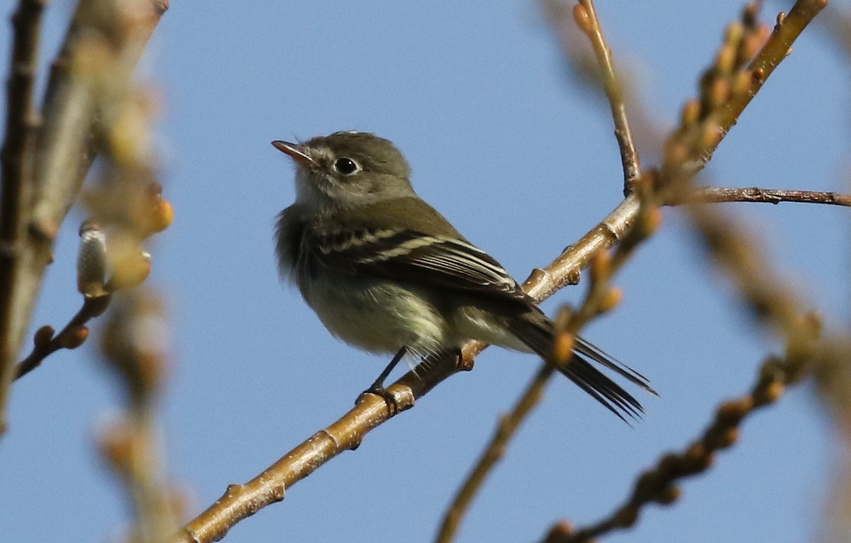 Least Flycatcher - ML628569574