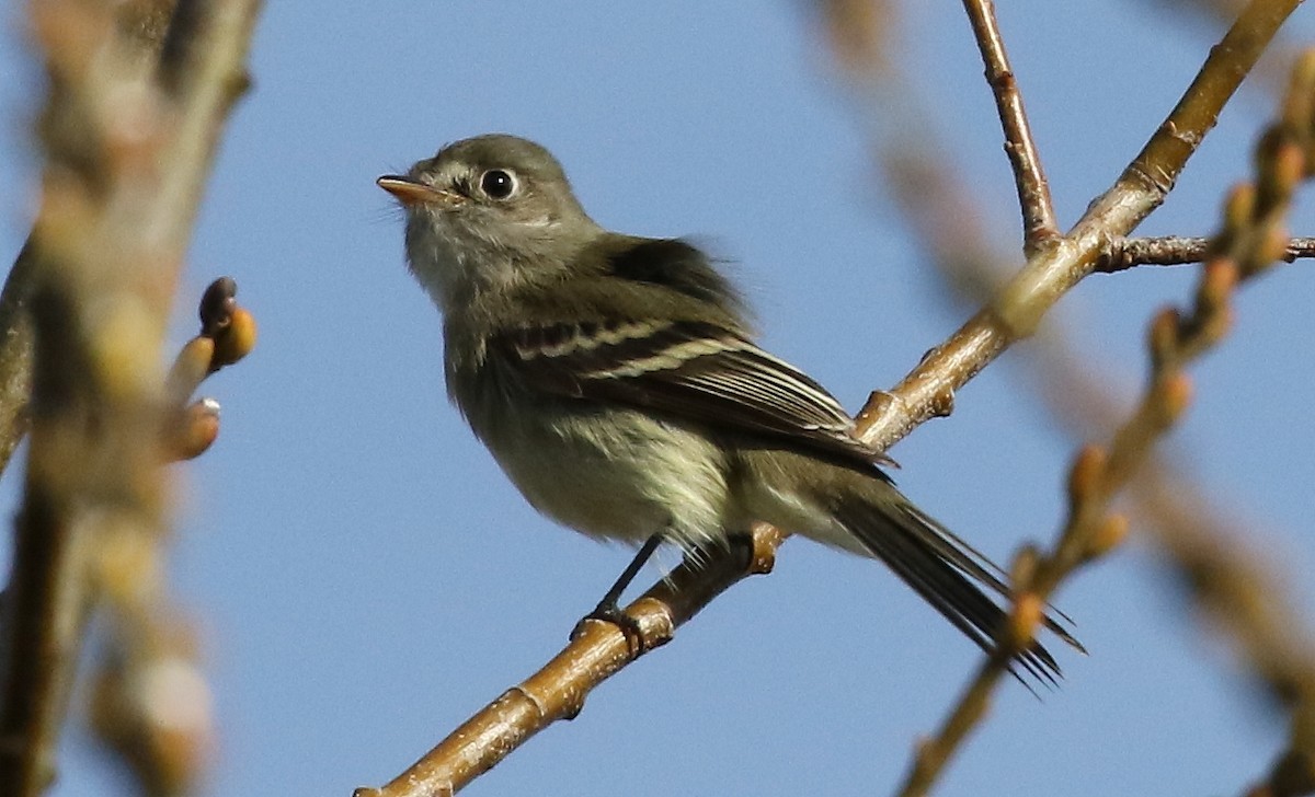 Least Flycatcher - ML628569575