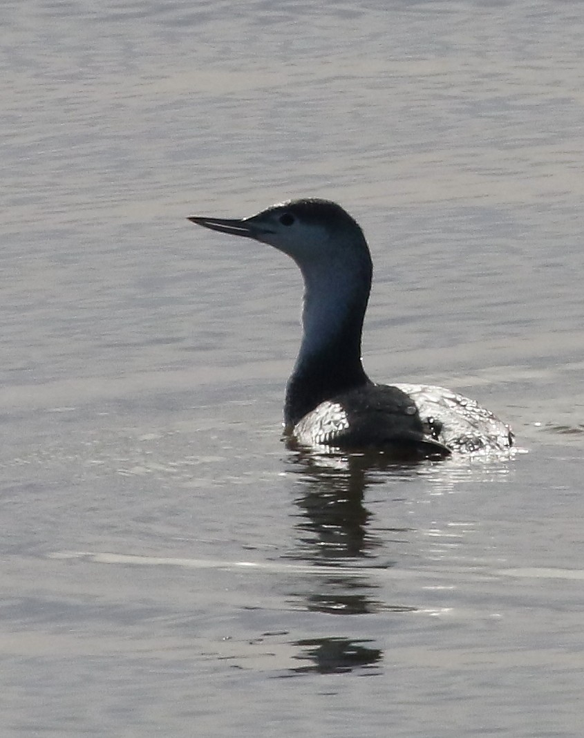 Red-throated Loon - ML628569595