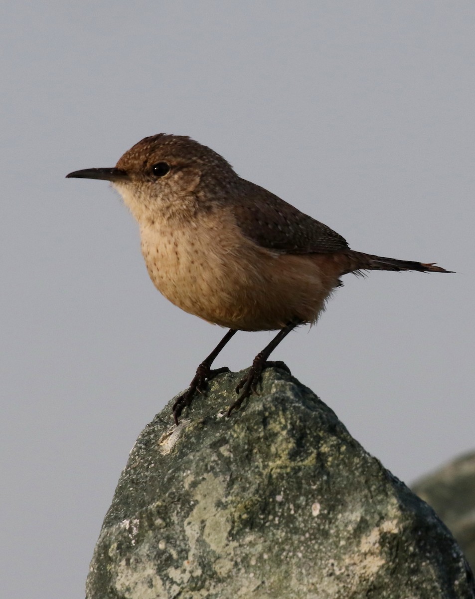 Rock Wren - ML628569614