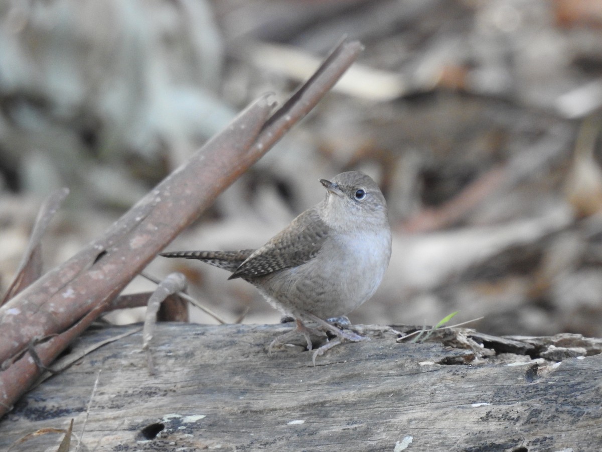 Northern House Wren - ML628569620