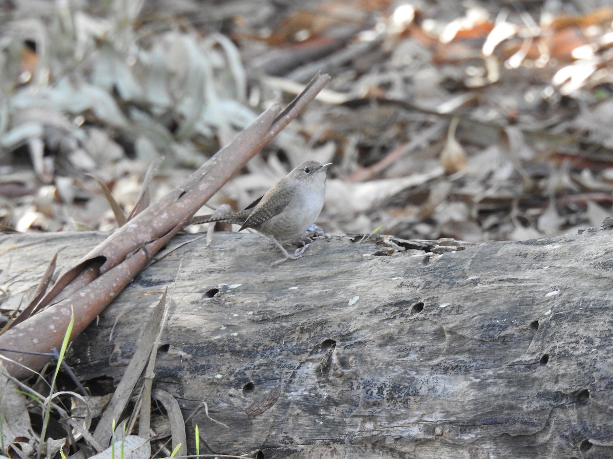 Northern House Wren - ML628569621