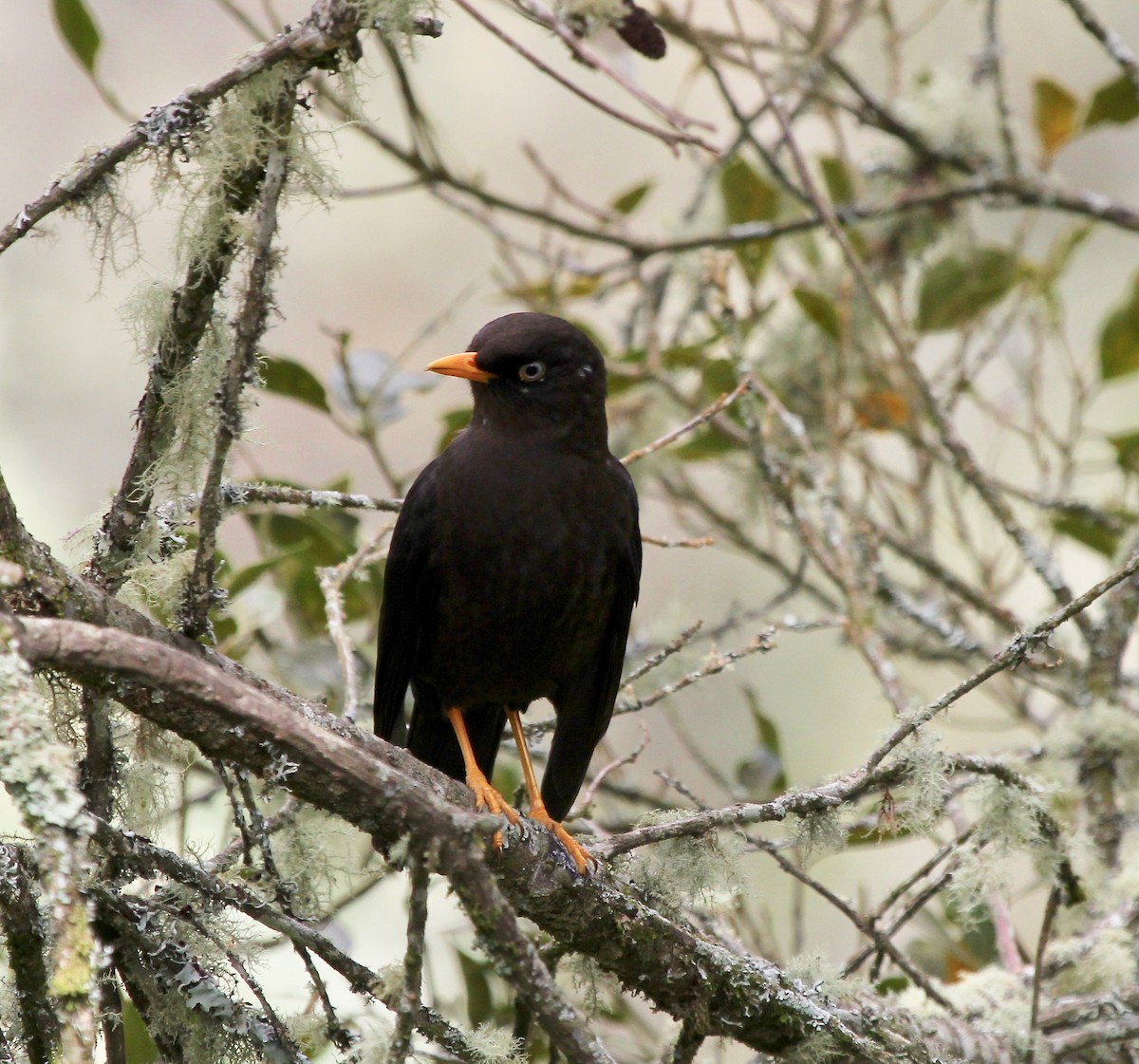 Sooty Thrush - ML628569722