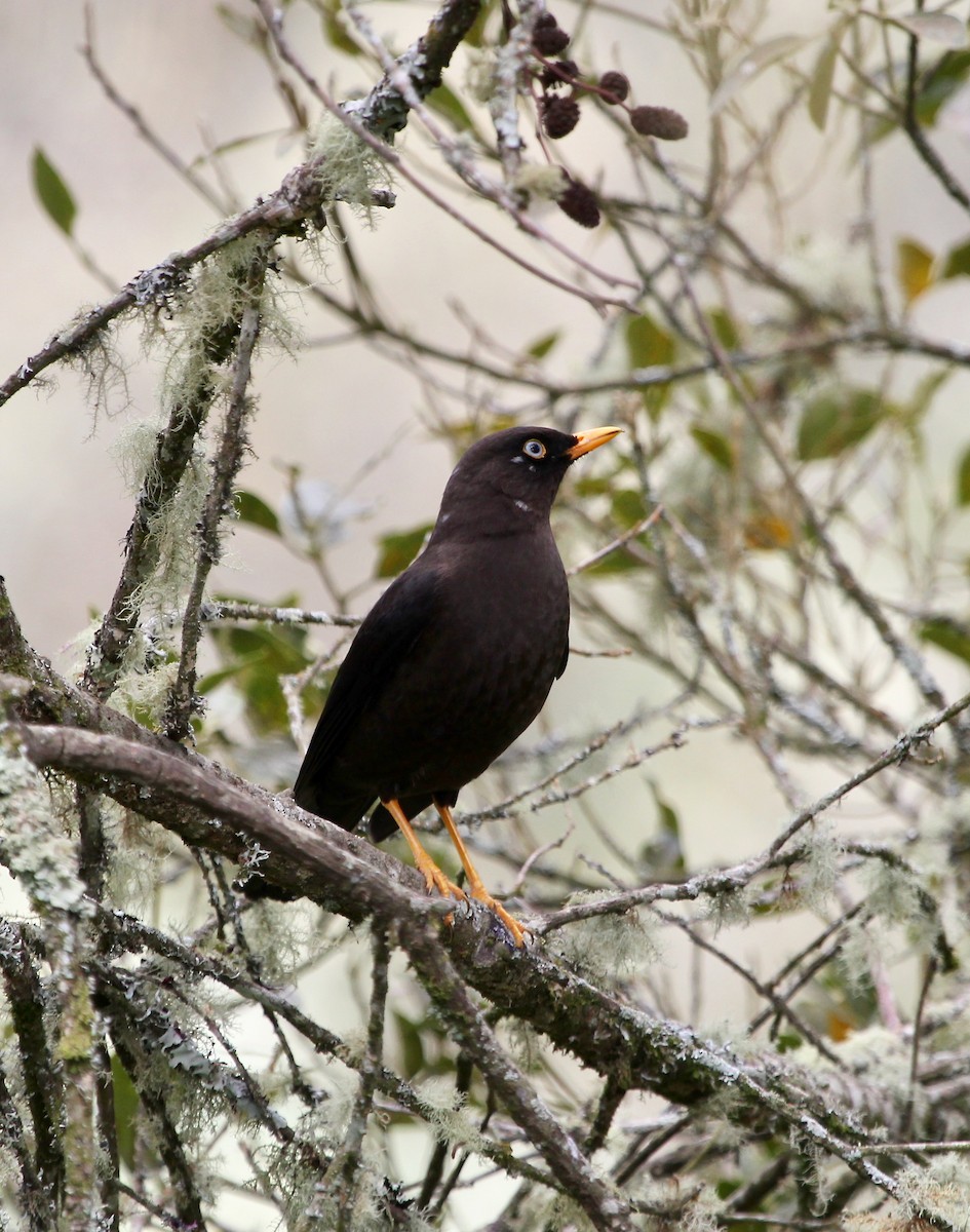 Sooty Thrush - ML628569723