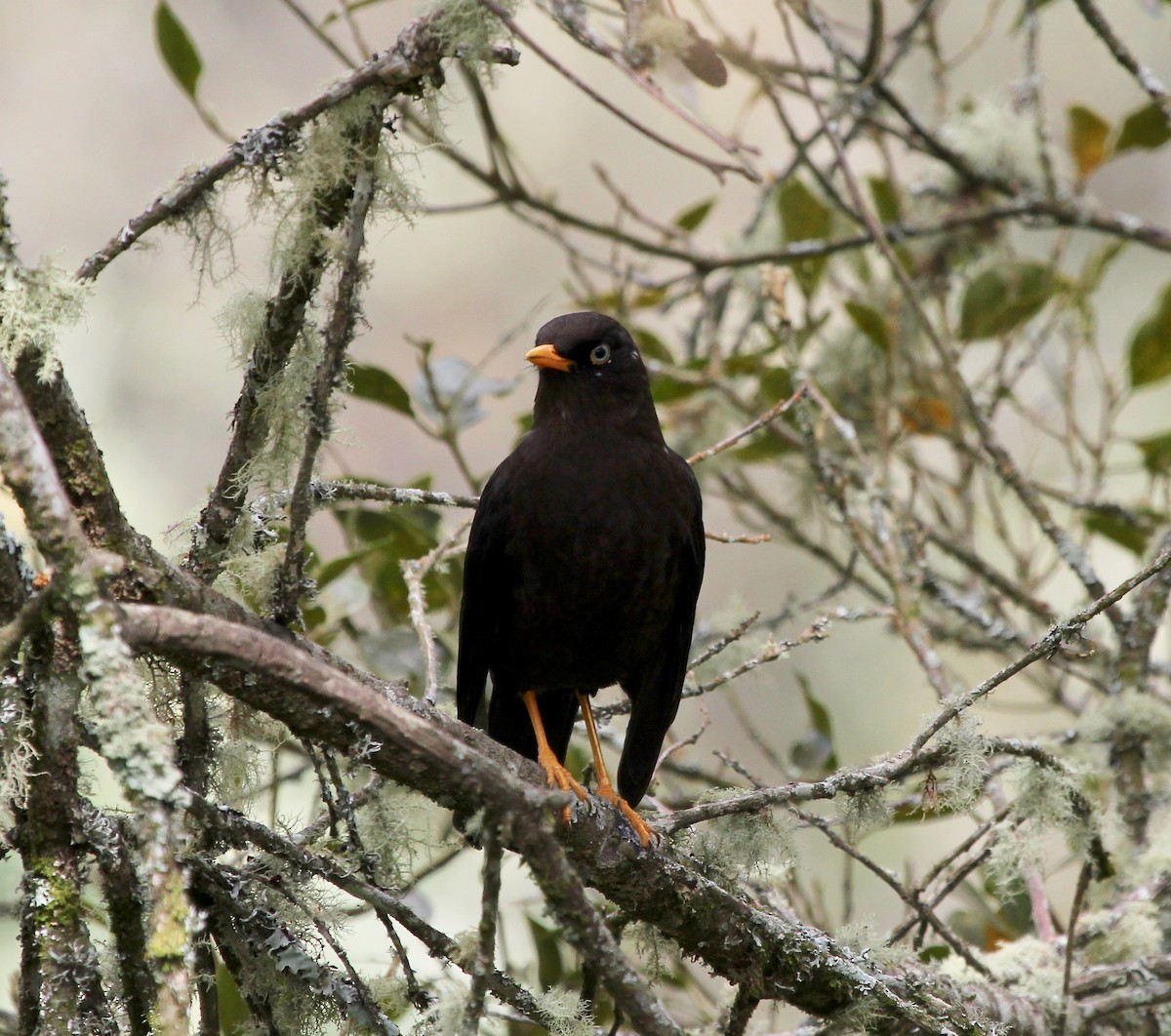 Sooty Thrush - ML628569724