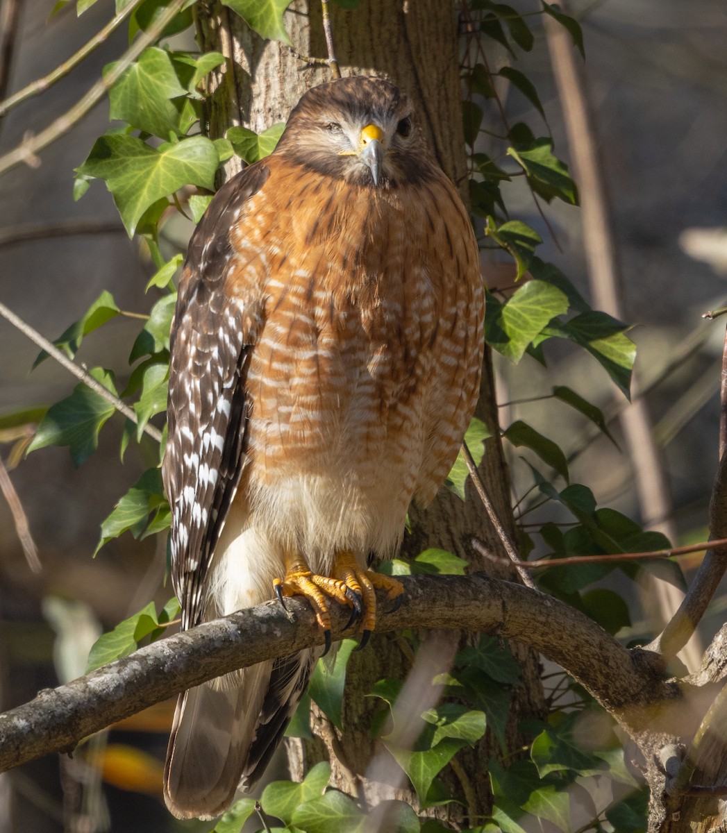 Red-shouldered Hawk (lineatus Group) - ML628569806