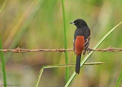 Orchard Oriole - ML628570209