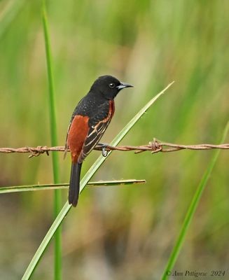 Orchard Oriole - ML628570210