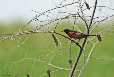 Orchard Oriole - ML628570212