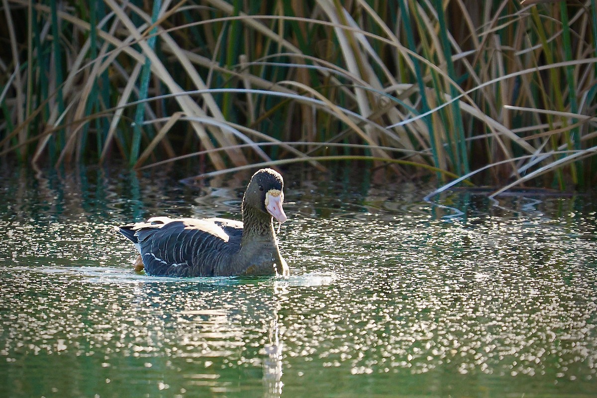 Greater White-fronted Goose - ML628570306