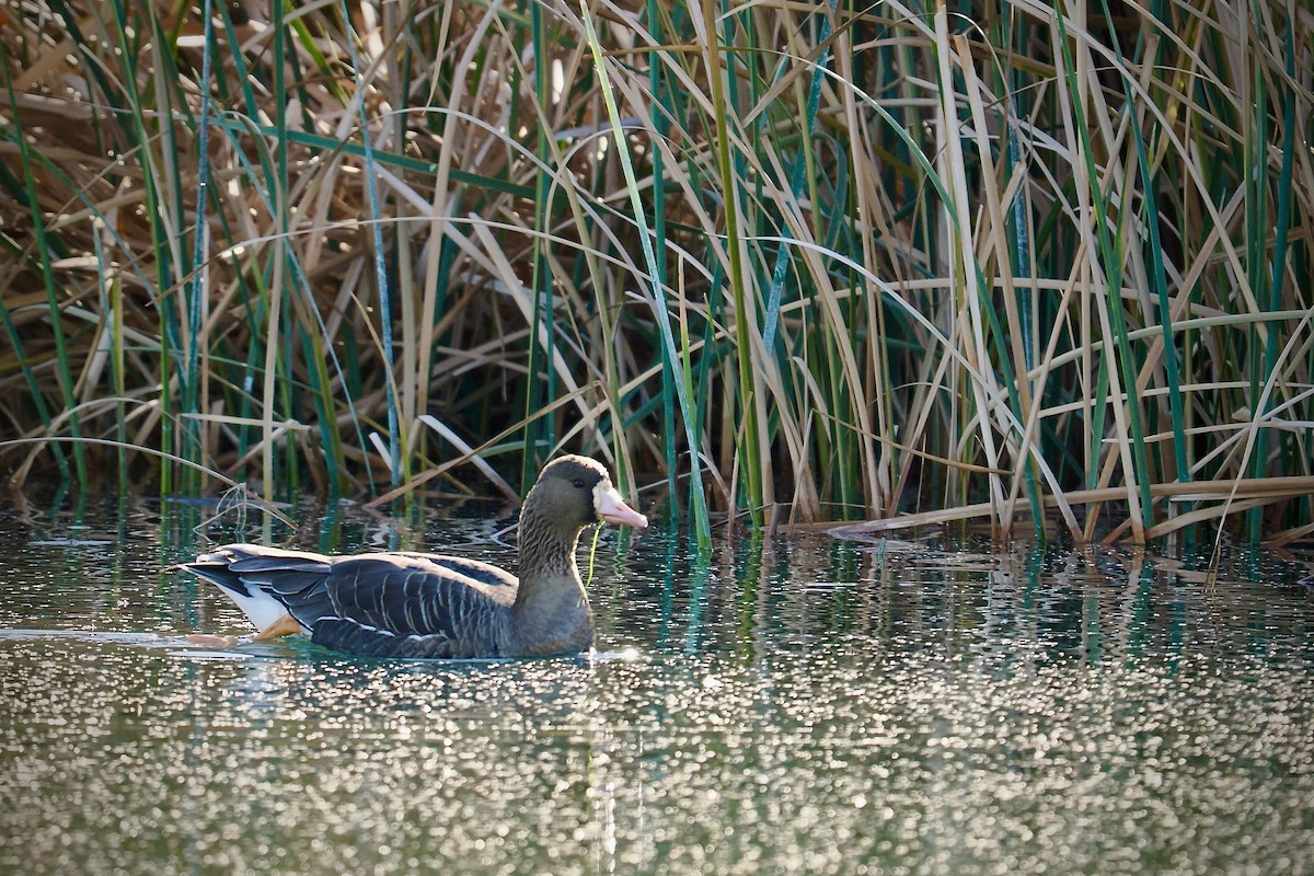 Greater White-fronted Goose - ML628570307