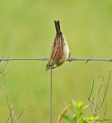 Dickcissel - ML628570411